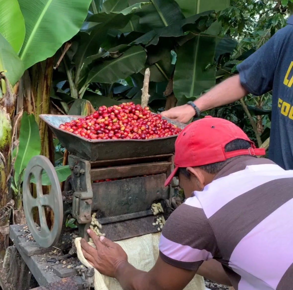 Person working with a machine processing red coffee cherries surrounded by banana trees