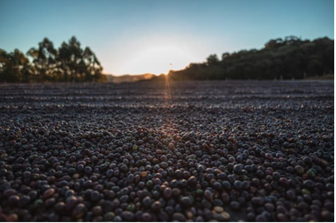 Coffee cherries drying  on a drying patio with a sunset in the background